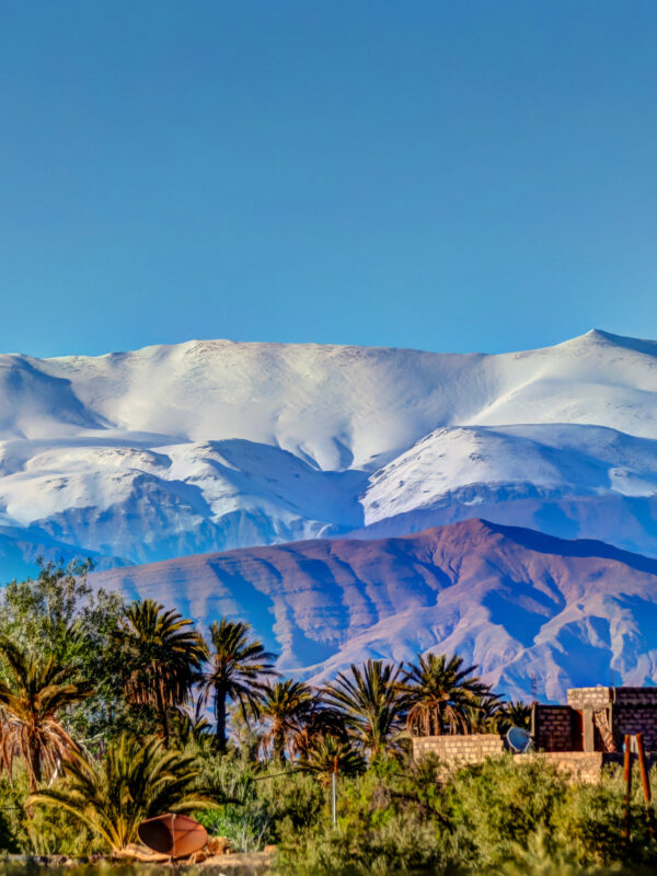 amazing oasis with palm trees with a views of the high atlas mountains