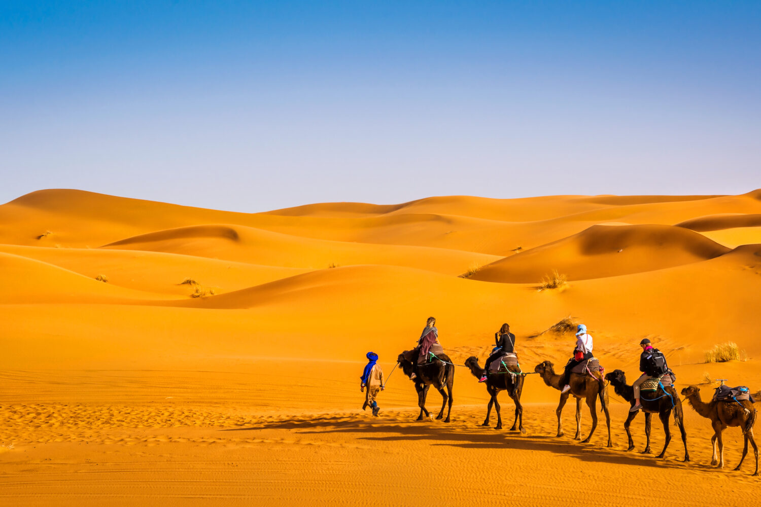 camel ride inmerzouga sahara desert