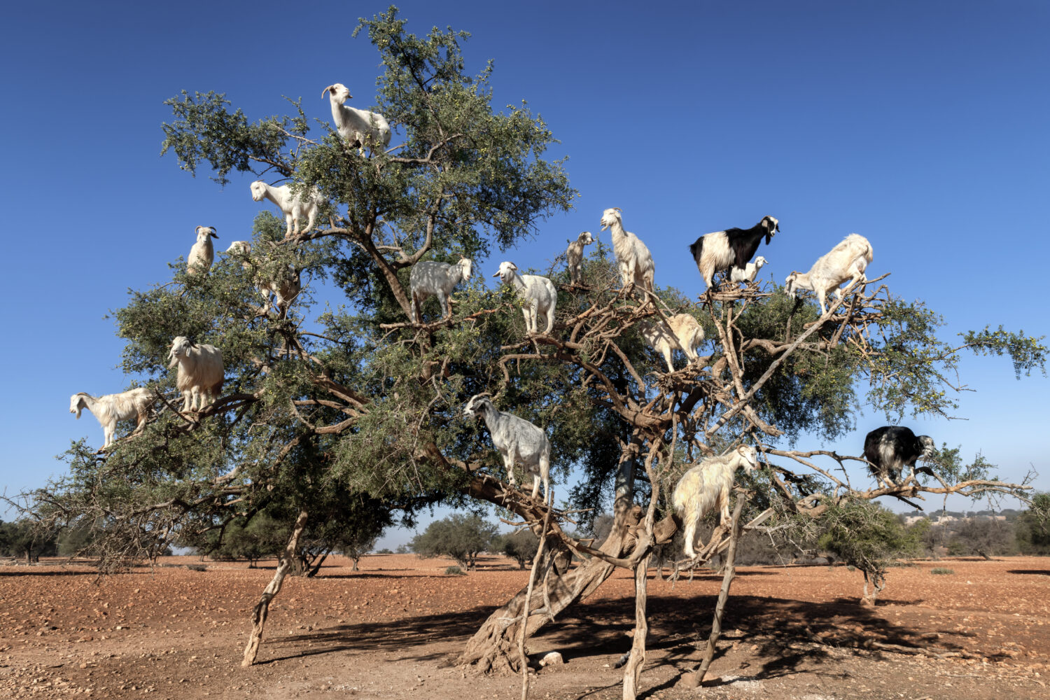 Goats climbing on an argan tree in Essaouira Morocco
