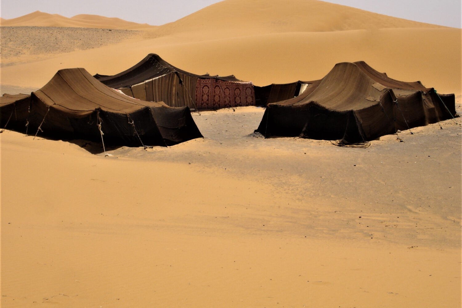 9-Day Imperial Cities & Sahara Tour from Casablanca. Nomad tents in the golden dunes of Merzouga Desert, Morocco