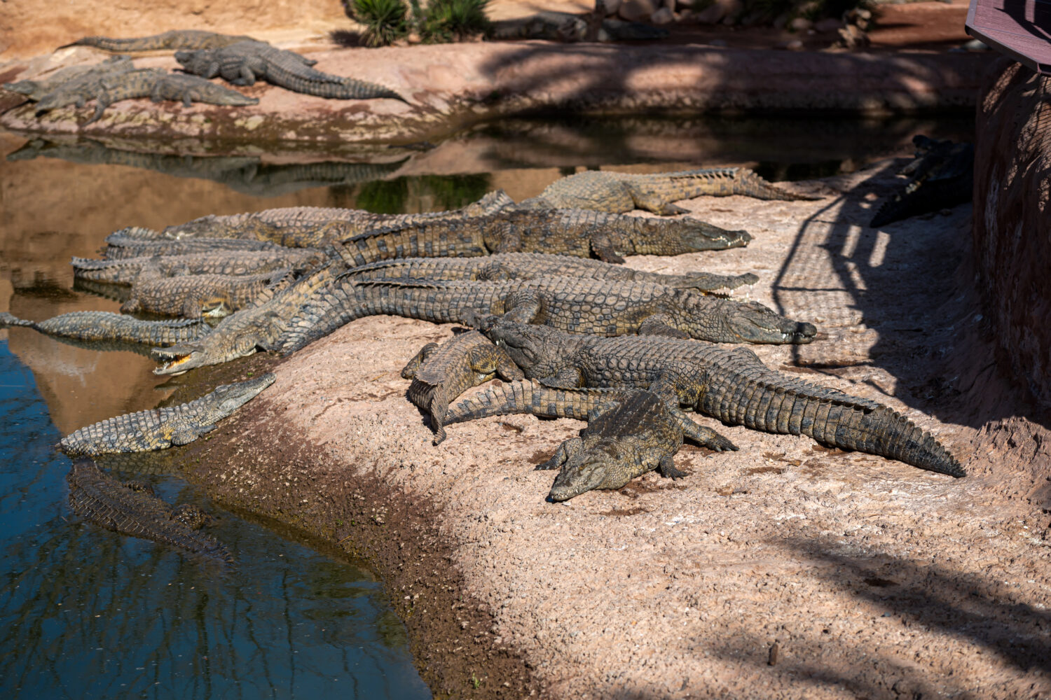 Marrakech to Agadir Private Tour – crocodiles relaxing in the sun inside Crocodile Park Agadir Morocco