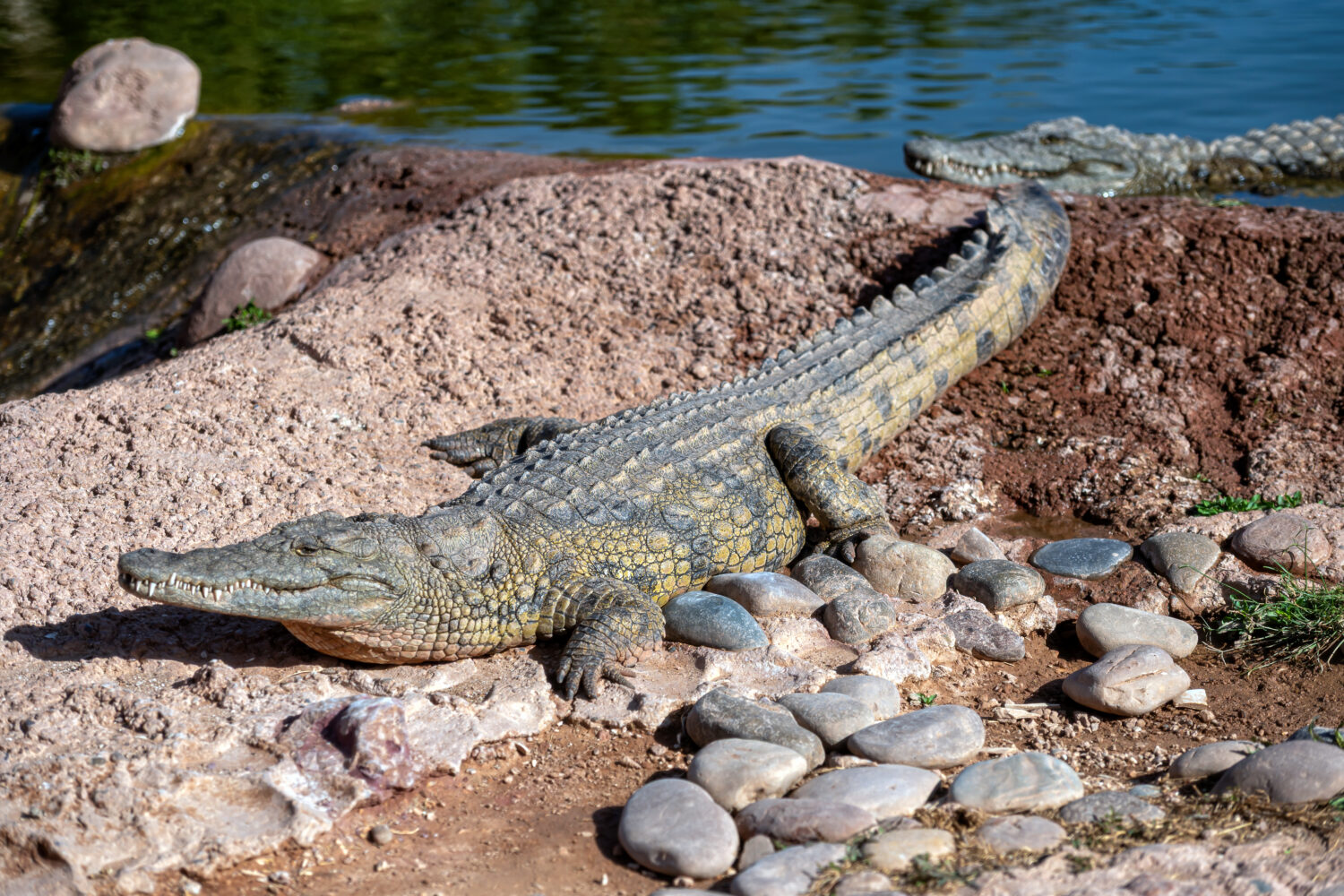 Marrakech to Agadir Private Tour – crocodile resting near water inside Crocodile Park Agadir Morocco