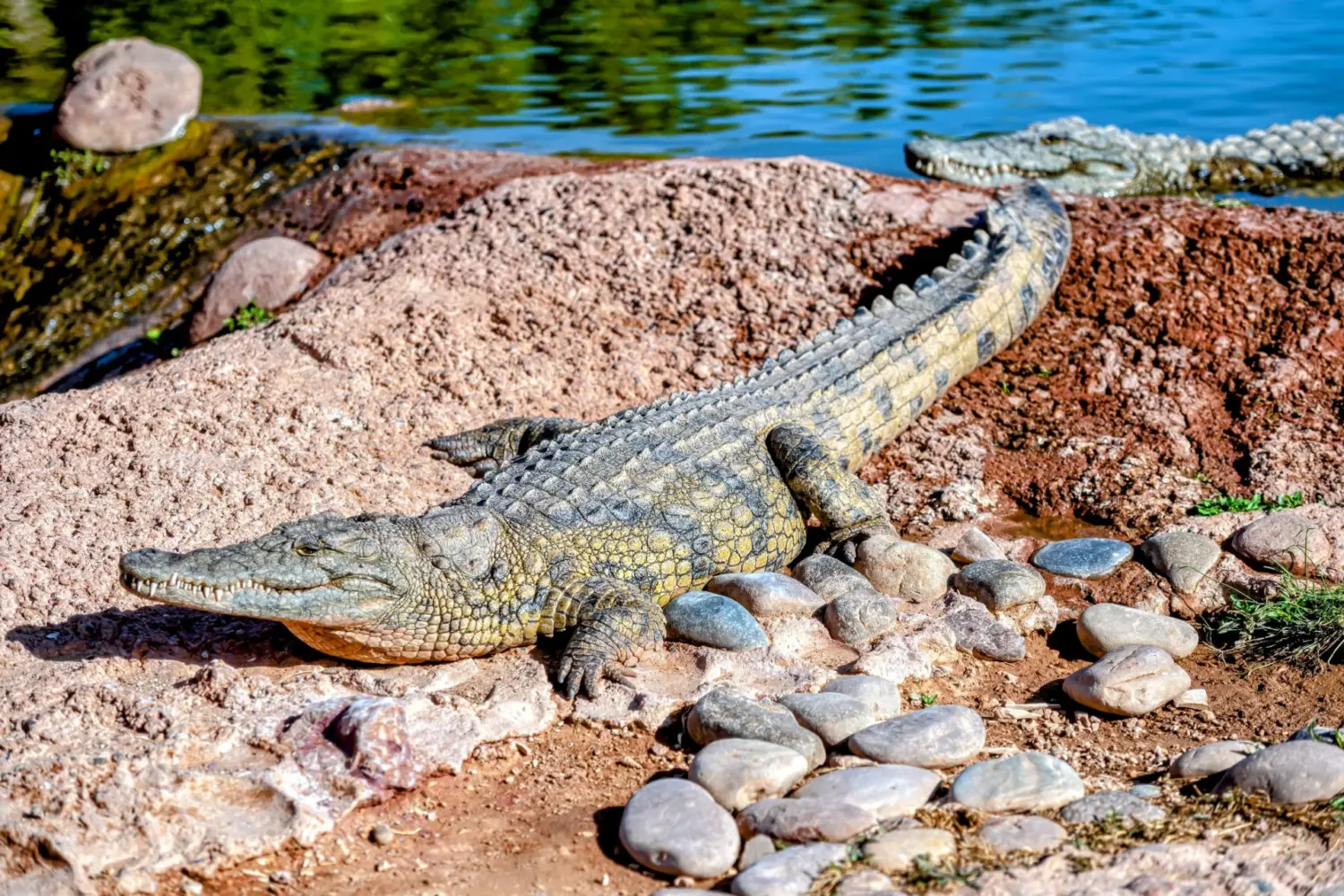 crocodile in Crocoparc Agadir Morocco Agadir