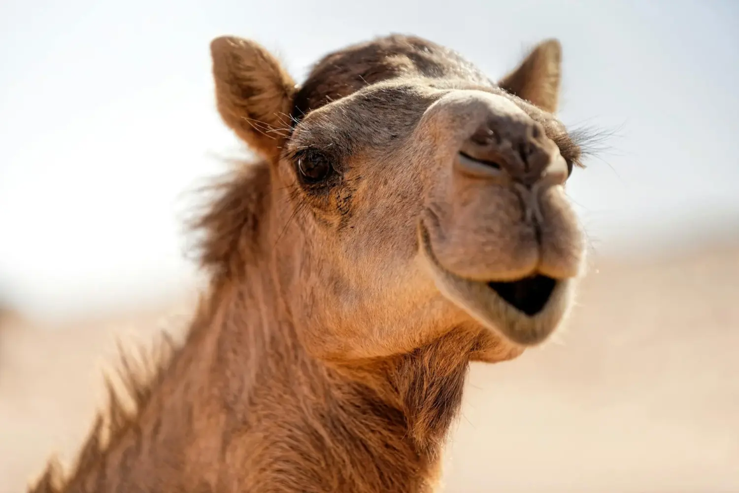 happy camel in Merzouga desert Morocco