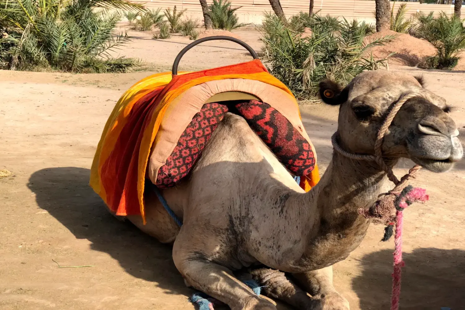 white camel resting on the sand dunes of Merzouga desert