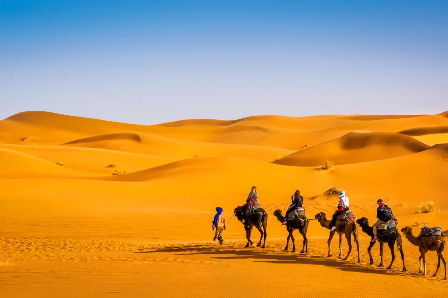 camel ride merzouga Camel caravan crossing Sahara Desert dunes Morocco