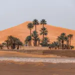 Palm trees and desert houses near Zagora on a 2-day desert tour from Marrakech