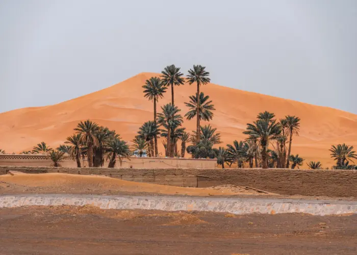 Palm trees and desert houses near Zagora on a 2-day desert tour from Marrakech