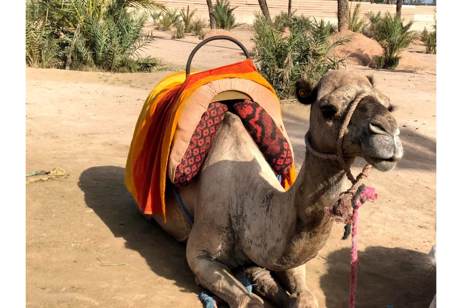 Camel experience during the private 2-day Zagora desert tour from Marrakech
