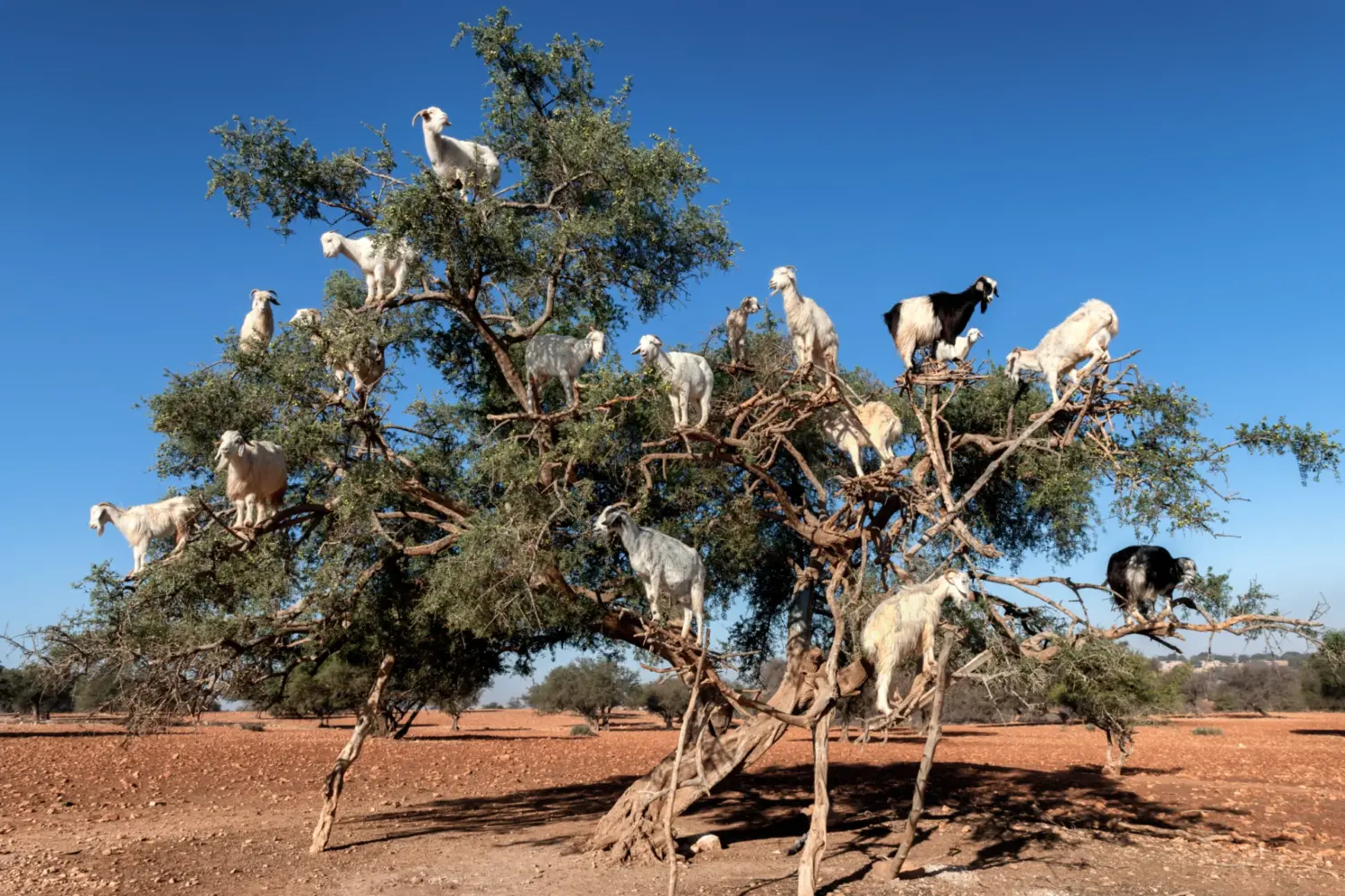 gaots on argan trees 3-Day Private Tour Agafay Desert And Essaouira featuring goats climbing argan trees on the way to Essaouira