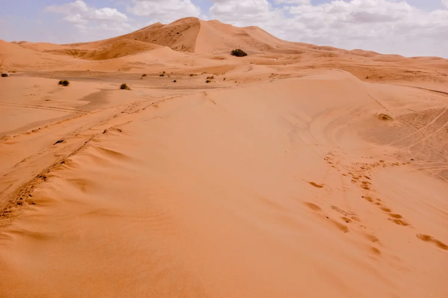 Merzouga Desert Morocco camel trekking in Erg Chebbi dunes during sunset