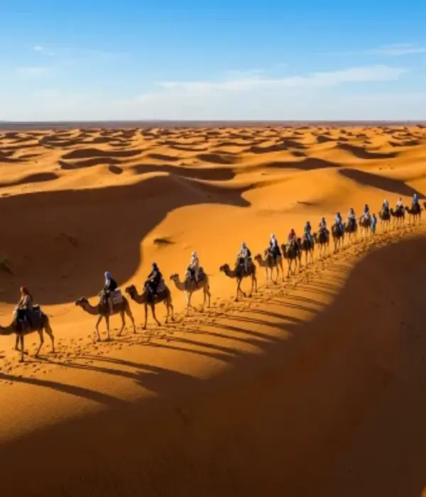 Camel trekking in Merzouga Sahara Desert dunes at sunset Morocco