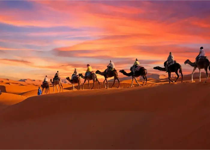 Colorful sunset sky above the Sahara Desert with camels silhouetted against the horizon.