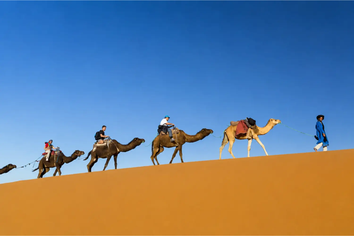 Travelers riding camels across the golden sand dunes of Merzouga in the Moroccan Sahara 8 Day Tour from Marrakech to Sahara Desert and Chefchaouen