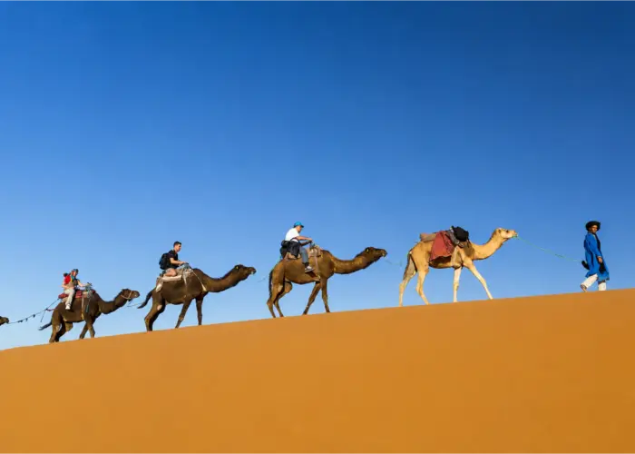 Travelers riding camels across the golden sand dunes of Merzouga in the Moroccan Sahara 8 Day Tour from Marrakech to Sahara Desert and Chefchaouen